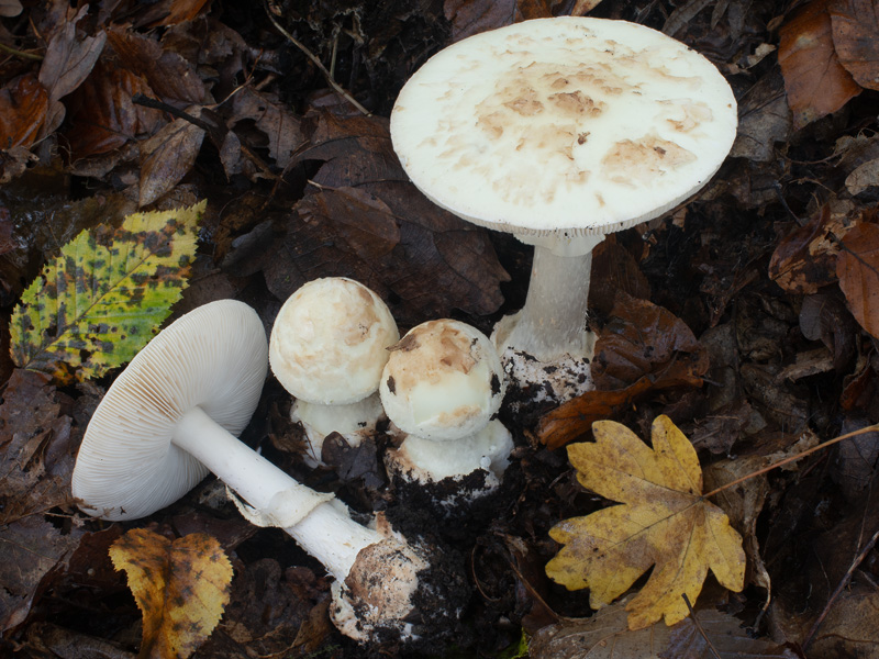 Amanita citrina var. citrina Amanita citrina var. citrina